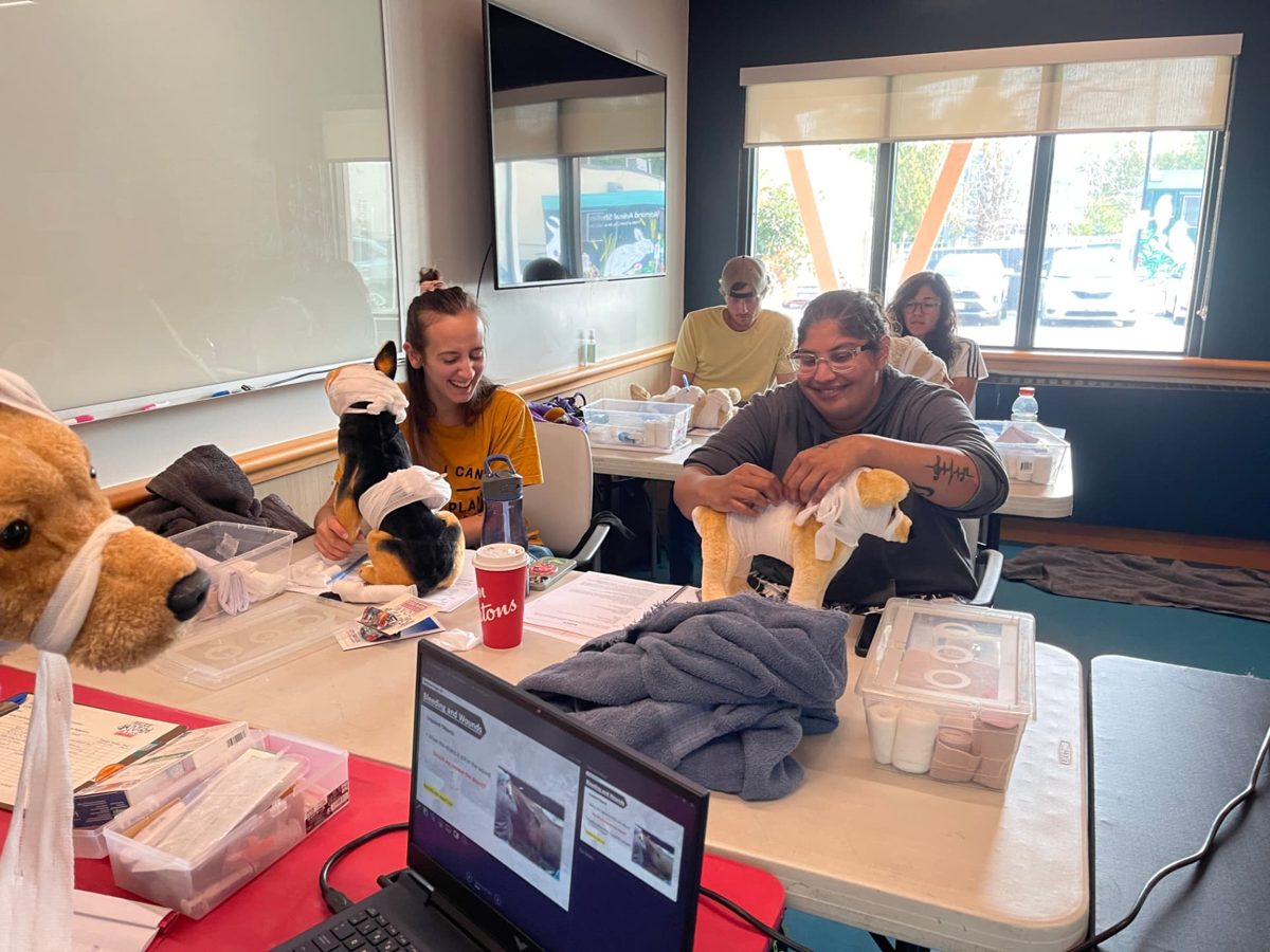 Students bandaging plush dogs at their tables
