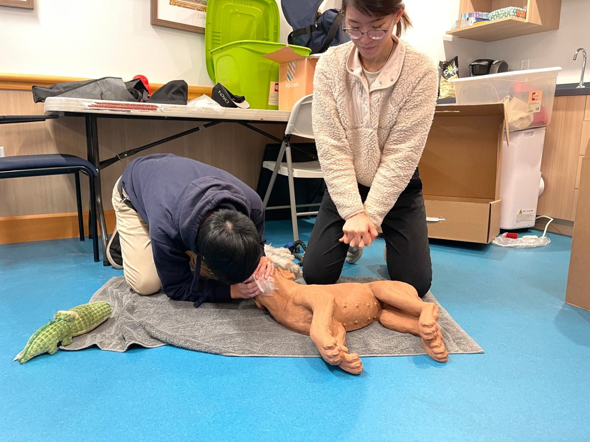 Students practising pet CPR on a dog manikin